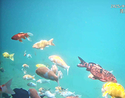 云追锦鲤：水下直播解锁古城打卡新维度