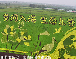 东营融媒慢直播垦利生态与城市新貌